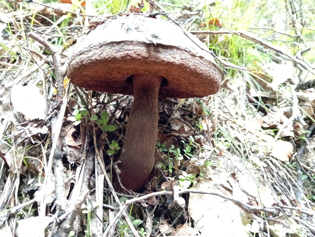 Tylopilus formosus · January 2025 · photo: © mjggines (iNaturalist, cc-by)
