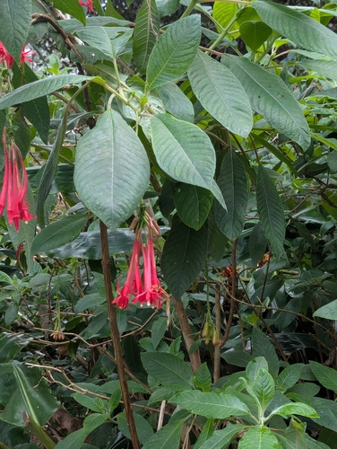 Image of Fuchsia boliviana by (c) Tom and T Herman, some rights reserved (CC BY)