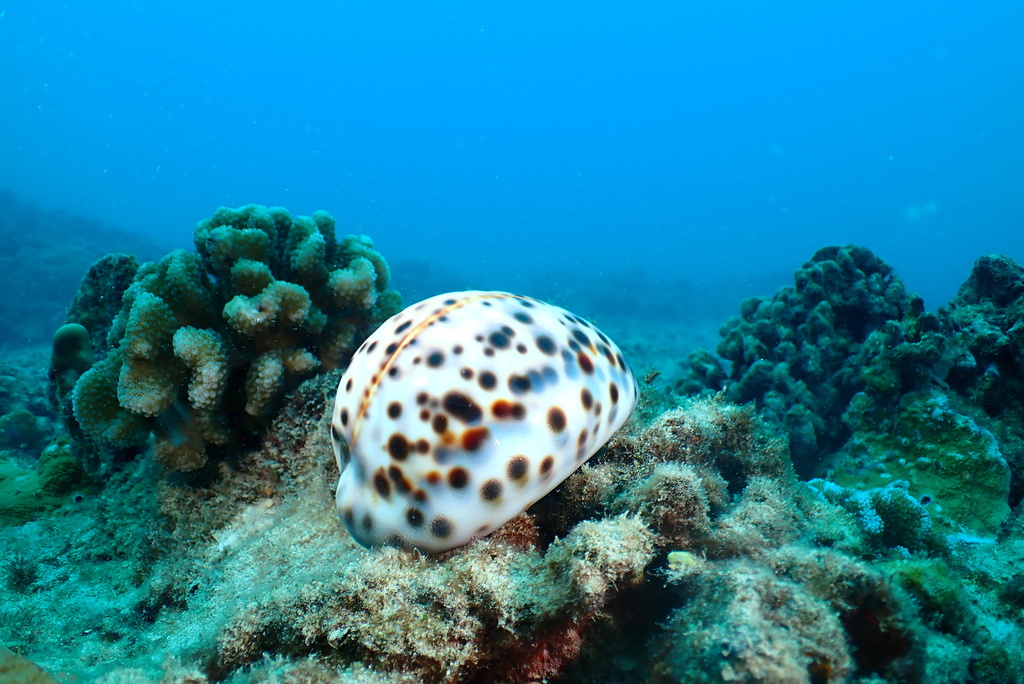 Hawaiian Tiger Cowry