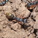 Myrmecia fulviculis - Photo (c) Reiner Richter, some rights reserved (CC BY-NC-SA)