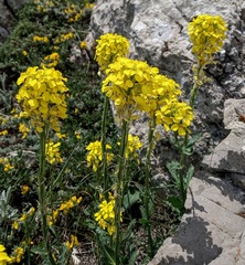 Erysimum cuspidatum
