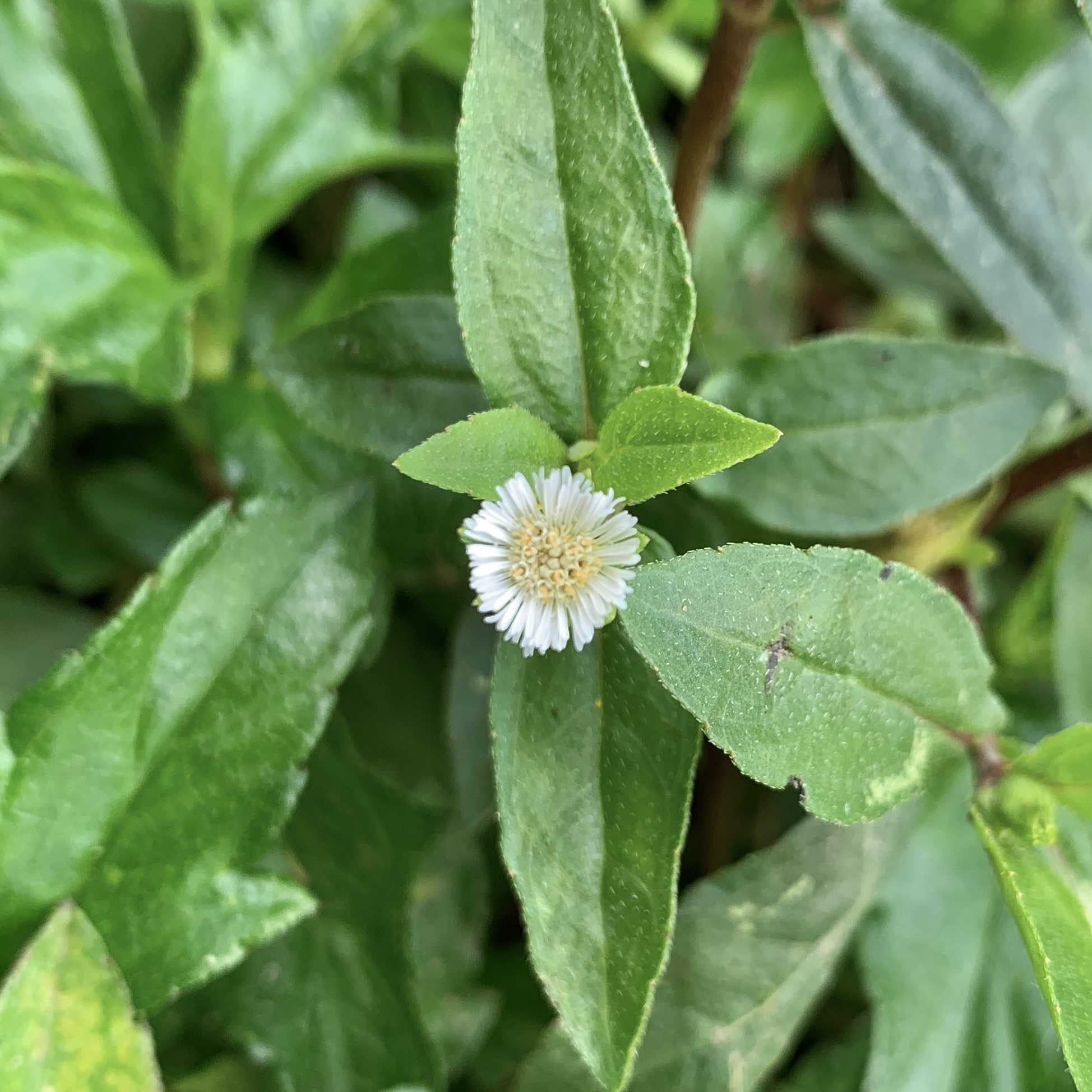 Eclipta prostrata — ảnh 3