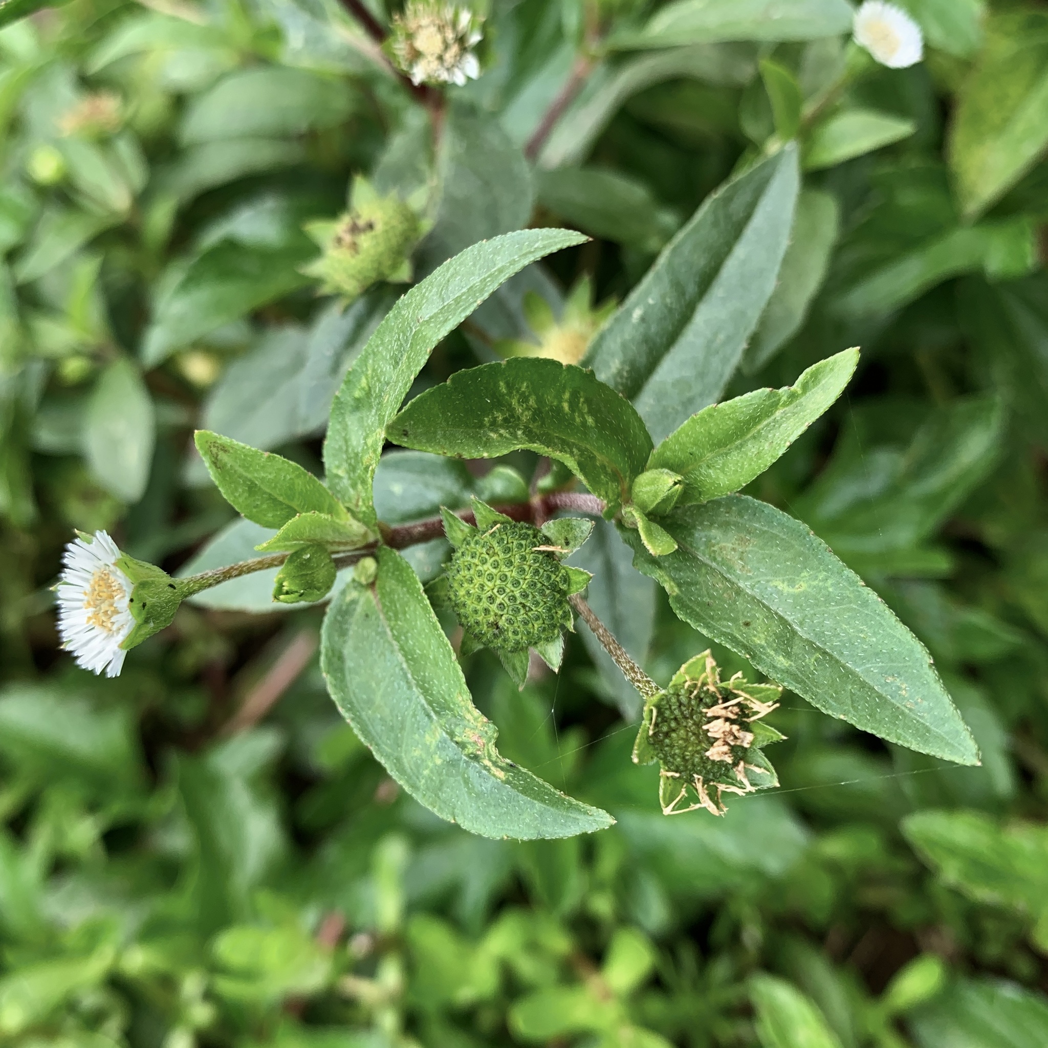 Eclipta prostrata — ảnh 2