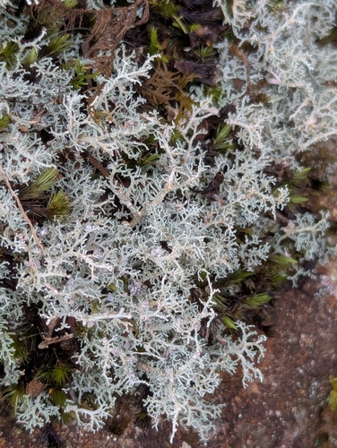 Stereocaulon ramulosum, 2025-01-29