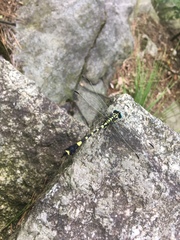 Lamelligomphus ringens