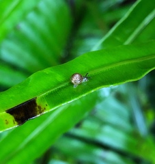 Kaliella