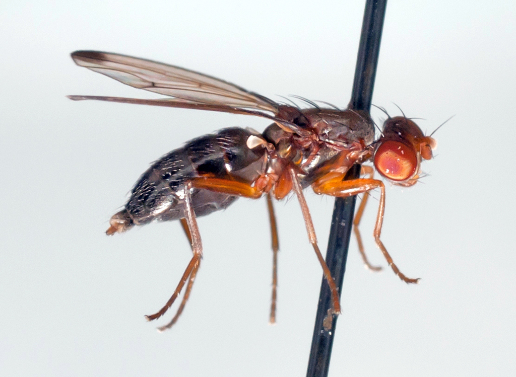 Geomyza subnigra