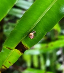 Kaliella