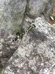 Lamelligomphus ringens