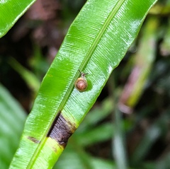 Kaliella
