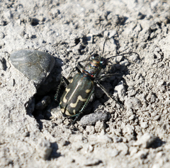 Cicindela senilis