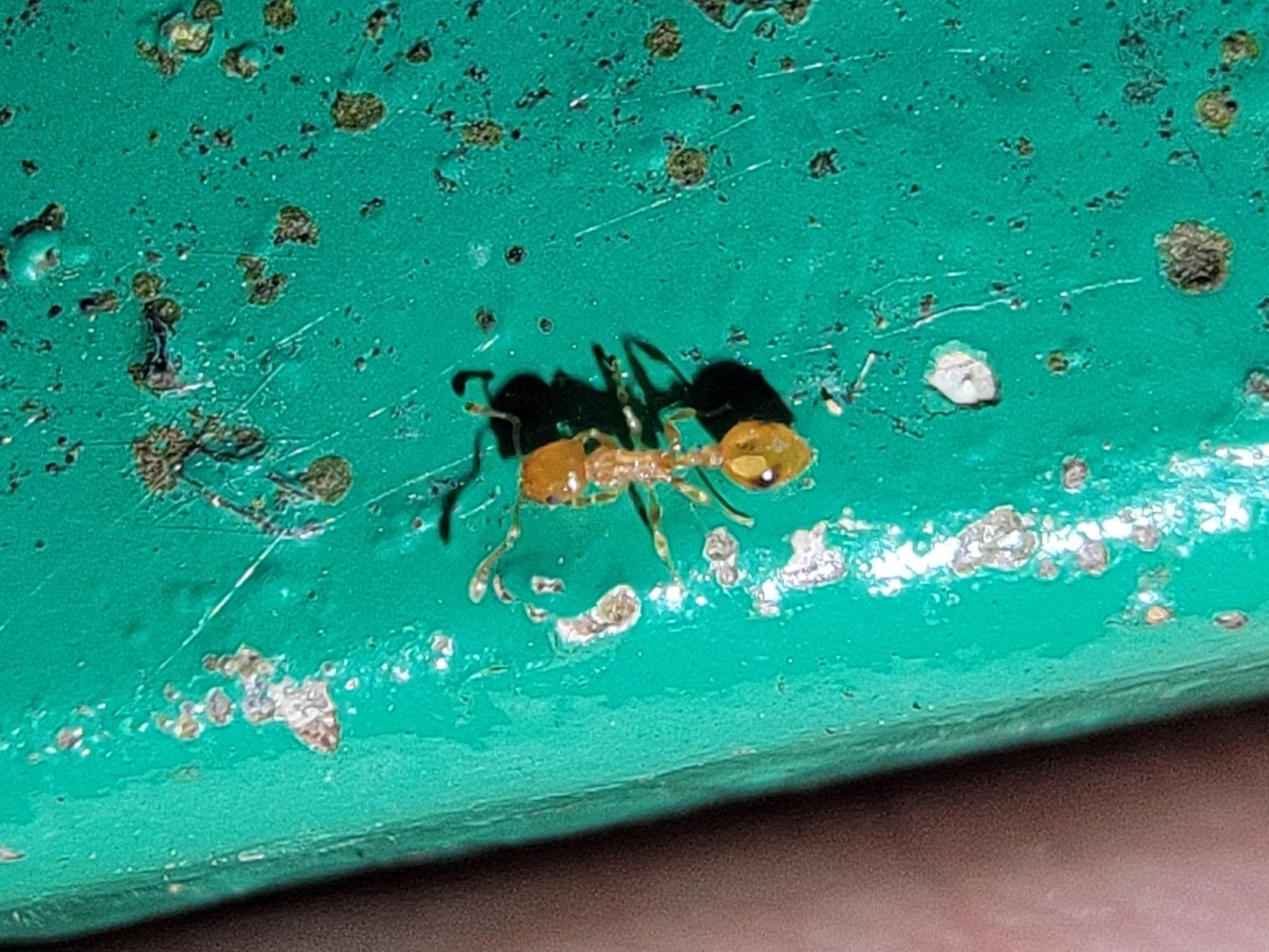 Temnothorax haveni