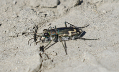 Cicindela senilis