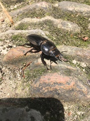 Serrognathus titanus