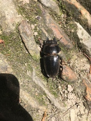 Serrognathus titanus