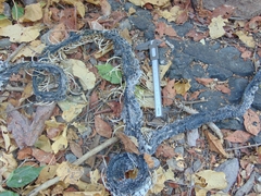 Drymarchon melanurus