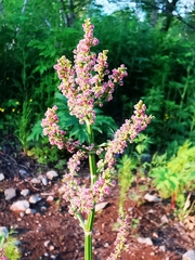 Rumex lapponicus