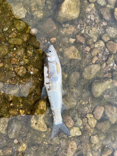 Distoechodon tumirostris