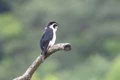 Microhierax melanoleucos