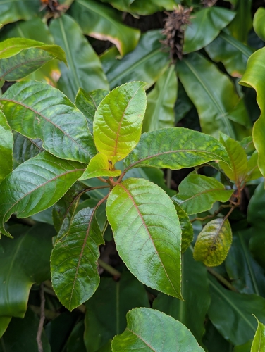 Olomea (Perrottetia sandwicensis)