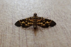 Physematia