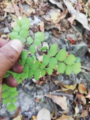 Adiantum amplum