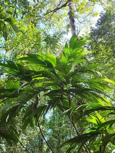 Geonoma congesta - Whole tree