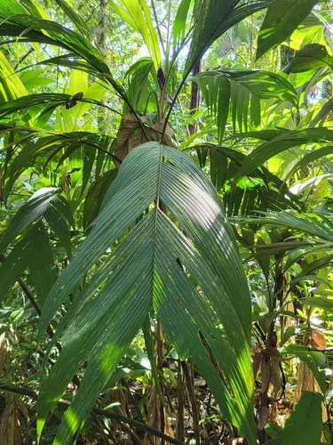 Geonoma congesta - Leaves