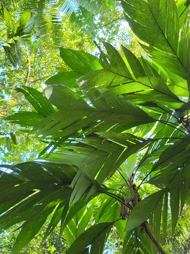 Geonoma congesta - Leaves