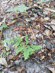 Adiantum amplum