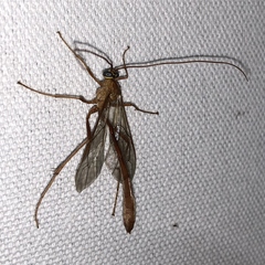 Enicospilus americanus-complex