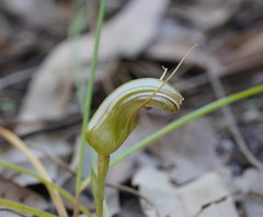 Pterostylis ophioglossa