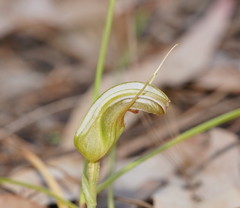 Pterostylis ophioglossa