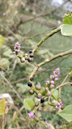 Malabar spinach