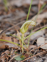 Pterostylis ophioglossa