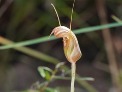Pterostylis ophioglossa