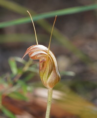Pterostylis ophioglossa