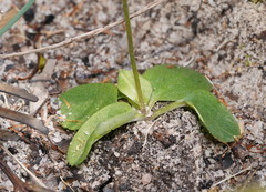 Pterostylis ophioglossa