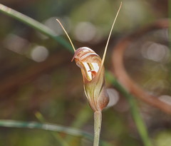 Pterostylis ophioglossa