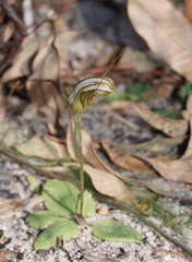 Pterostylis ophioglossa