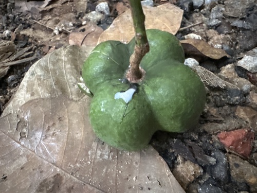 Foto de Seringueira