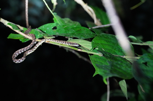 Jasper Cat Snake