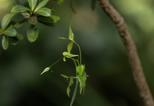 Alyxia stellata observed 2000-01-01
