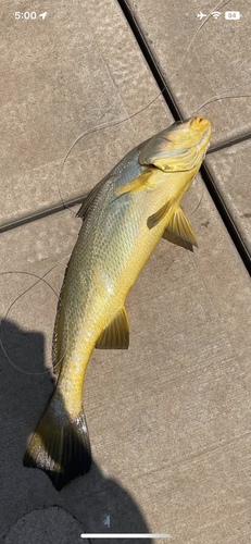 Blackspotted croaker (Protonibea diacanthus) — Sciaenidae