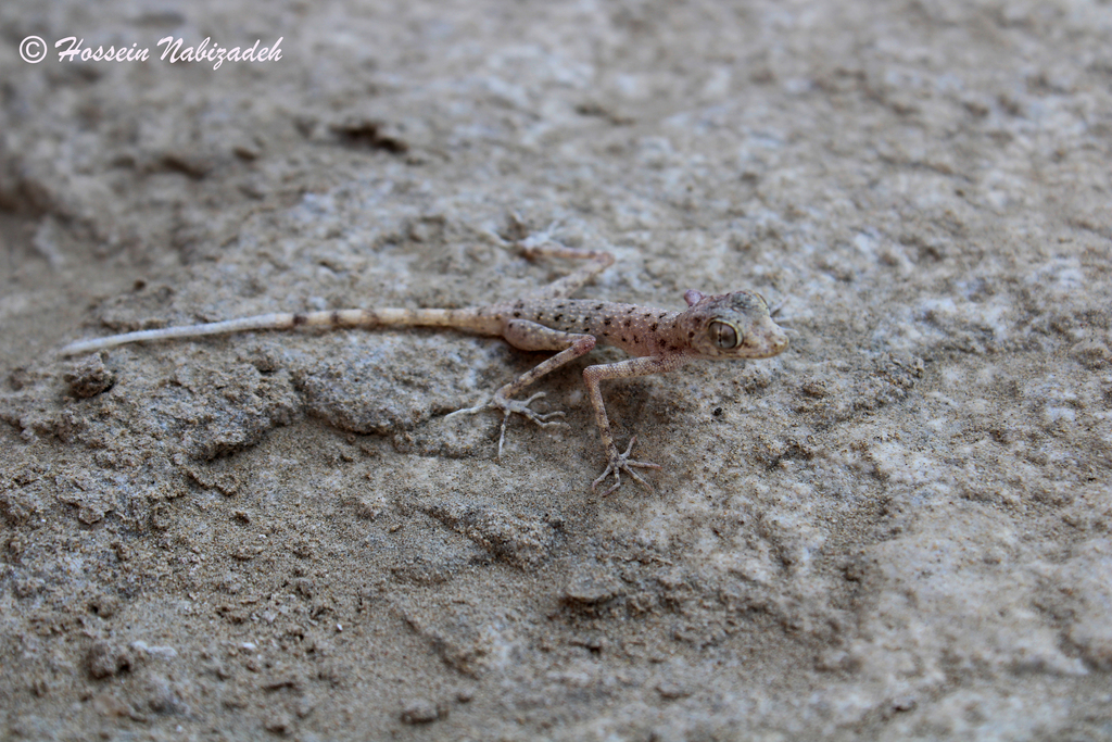 Bushehr Thin-Toed Gecko