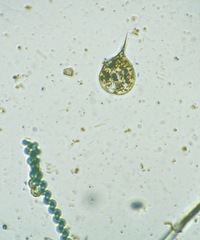 Phacus