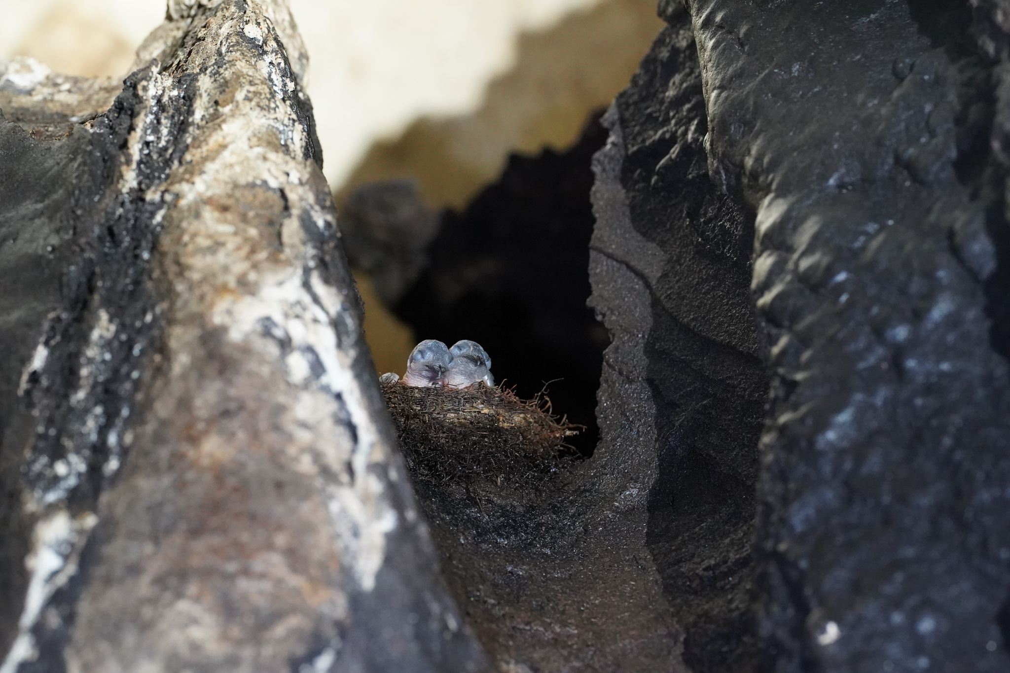 Plume-toed Swiftlet (Collocalia affinis), photo 8