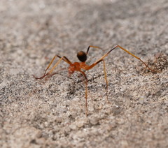 Leptomyrmex rufipes