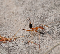 Leptomyrmex rufipes