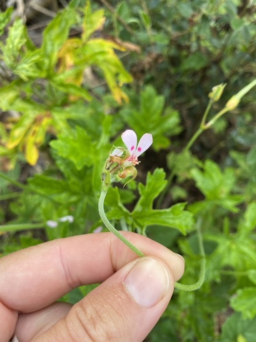 Pelargonium ranunculophyllum, photograph 5